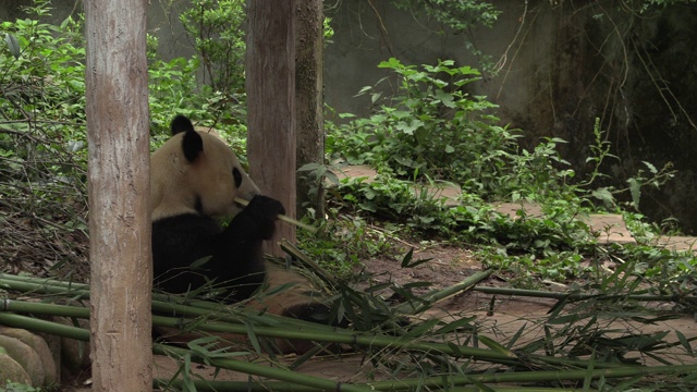 卧龙区熊猫中心的熊猫吃竹子视频素材