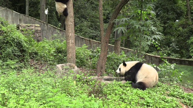 卧龙区熊猫中心，熊猫幼崽正在爬树视频下载