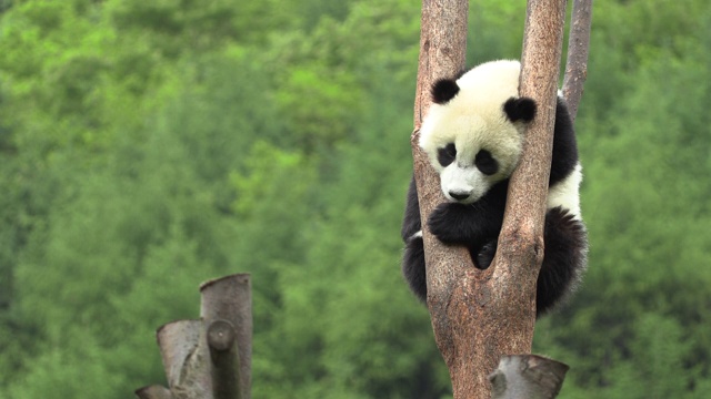 树上的熊猫，卧龙区熊猫中心视频素材