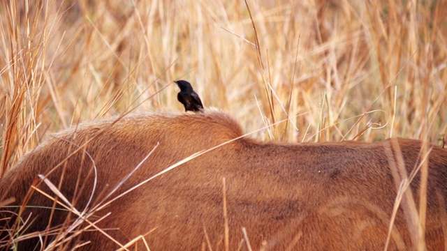 在印度塔多巴，黑色卷尾燕落在一只印度野牛的背上，4K 60p视频下载