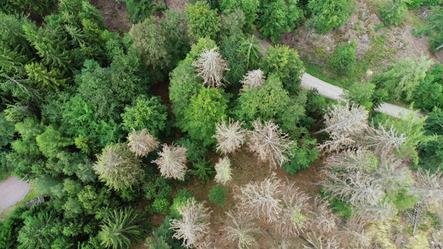 死树鸟瞰图-森林枯梢病-森林视频素材