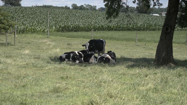 阿米什奶牛在田野里享受美丽的夏日视频素材