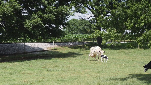 阿米什母牛保护它的新生牛犊视频素材