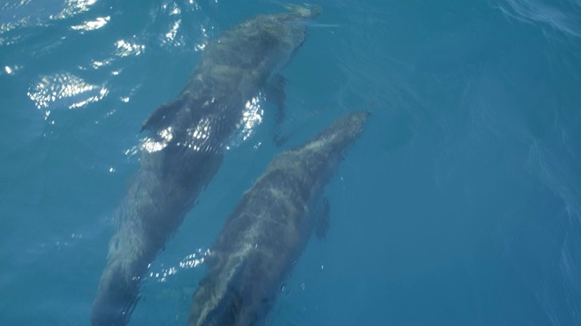 几只海豚在小船或轮船前面游泳。跳起来看镜头。动物与环境保护视频素材