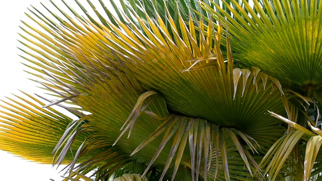 视频库存的绿色棕榈叶和金黄色的自然美丽视频下载
