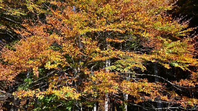 风吹着被秋天染黄的树叶视频下载
