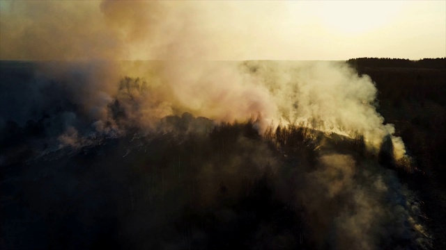 大火在森林里，燃烧着树木和草。自然火灾视频素材