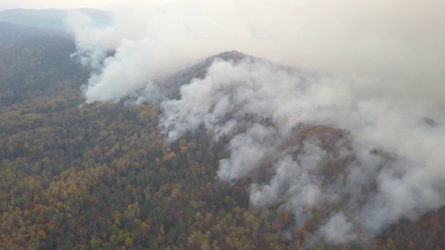 俄罗斯森林大火，特兰斯贝加尔森林大火，燃烧着视频素材