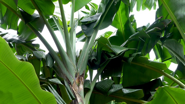 近距离的雨落在绿色的芭蕉叶在雨季视频素材