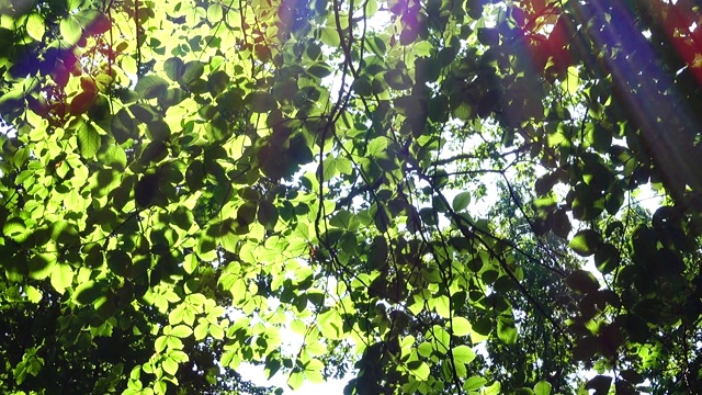 阳光穿过树叶。视频下载