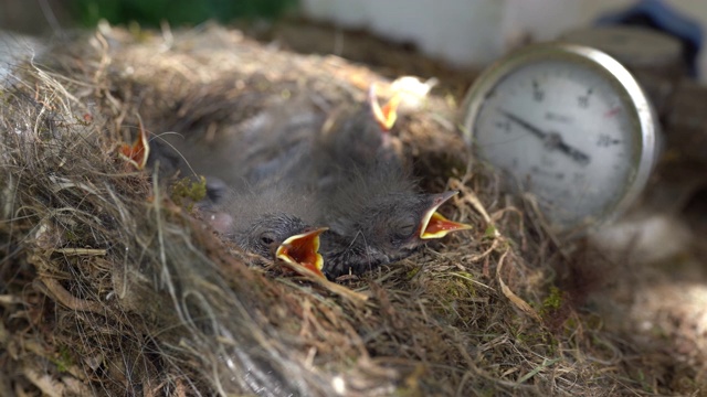 令人惊叹的新生鸟类在阳光下的鸟巢中等待食物视频下载
