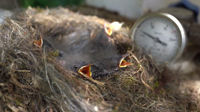 脆弱的新生鸟张开喙在巢中获取食物。鸟出生视频下载
