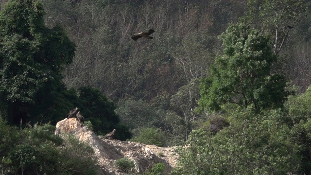 喜马拉雅秃鹫群迁徙到泰国普吉岛南部。视频素材