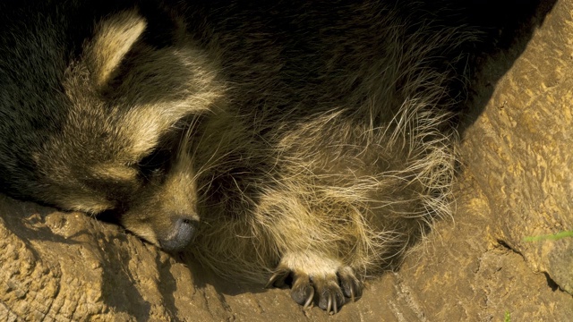 睡觉的浣熊在一个空心的木头视频下载