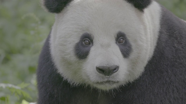 熊猫伸出舌头，卧龙熊猫保护区视频素材