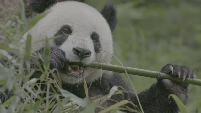 卧龙熊猫保护区的熊猫闻竹子视频素材