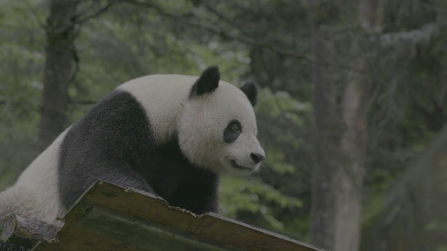 熊猫躺在木板上视频素材