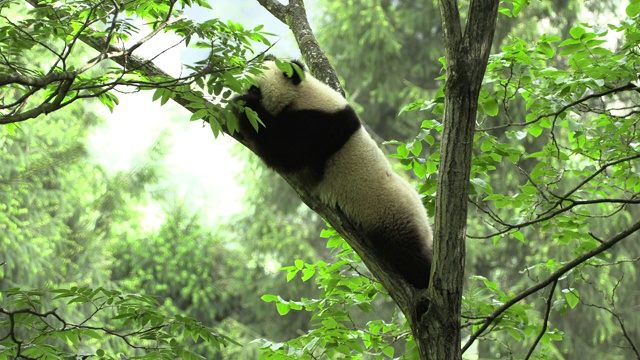 熊猫在树上，试图够到树叶视频素材