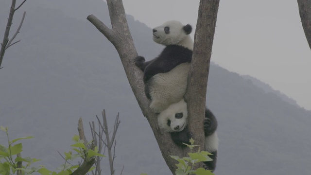 树上的熊猫，卧龙熊猫保护区视频素材