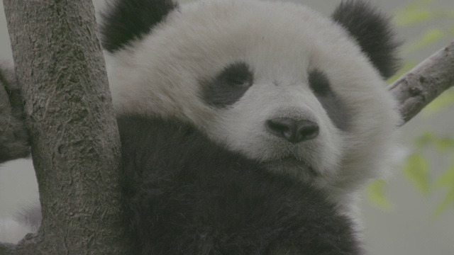 卧龙熊猫保护区，熊猫在树上睡觉视频素材