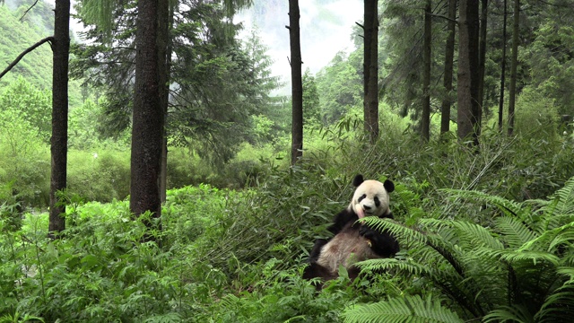 卧龙熊猫保护区的熊猫坐着吃竹子视频下载
