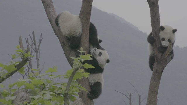 树上的熊猫，卧龙熊猫保护区视频素材