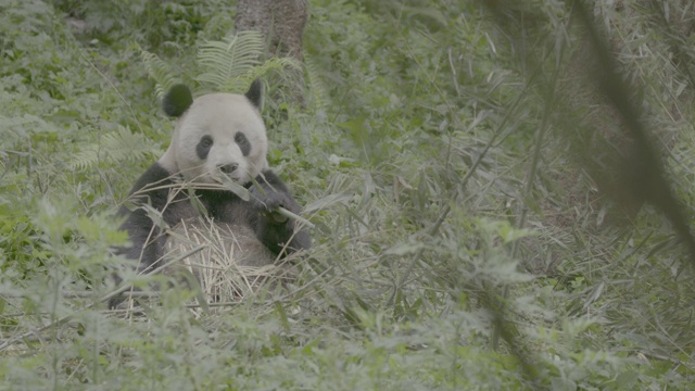 卧龙熊猫保护区的熊猫坐着吃竹子视频素材