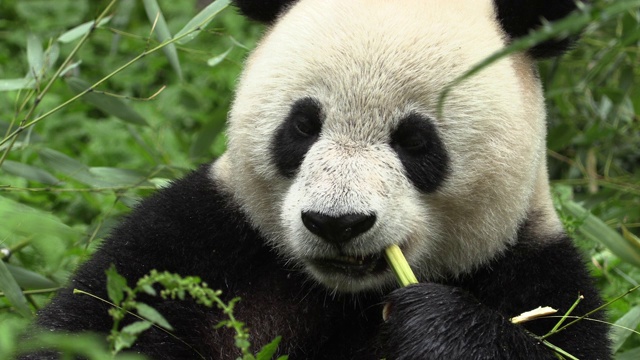 卧龙熊猫保护区的熊猫吃竹子视频下载