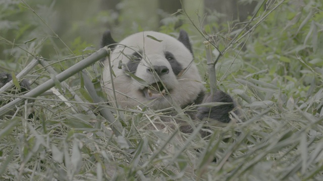 卧龙熊猫保护区的熊猫吃竹子视频素材