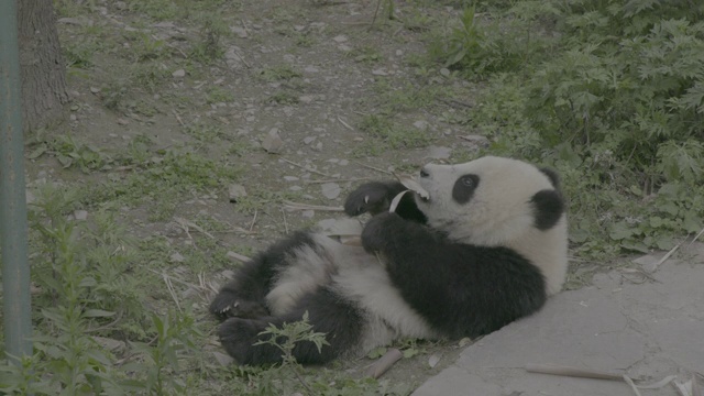 卧龙熊猫中心，熊猫在背上吃竹树皮视频素材