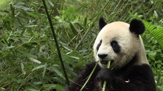 卧龙熊猫保护区的熊猫吃竹子视频下载