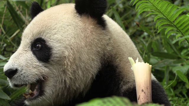 卧龙熊猫保护区的熊猫吃竹子视频素材