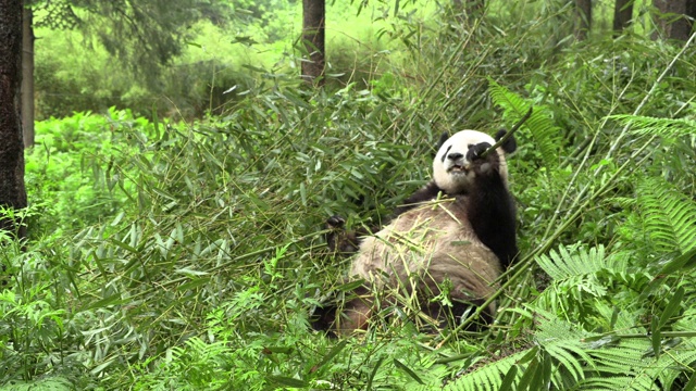 熊猫在它的背上，吃竹子视频素材