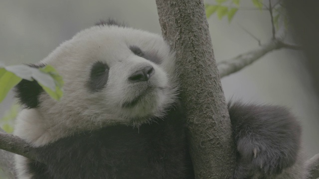卧龙熊猫保护区，树上的熊猫视频素材