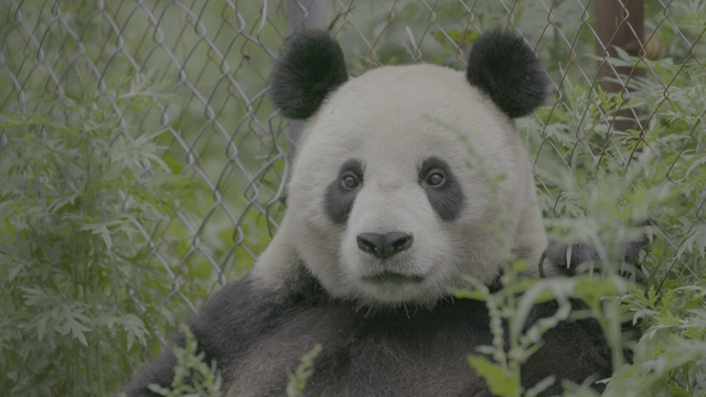 大熊猫坐在卧龙大熊猫保护区视频素材