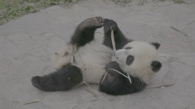 熊猫在卧龙熊猫中心吃竹子视频素材