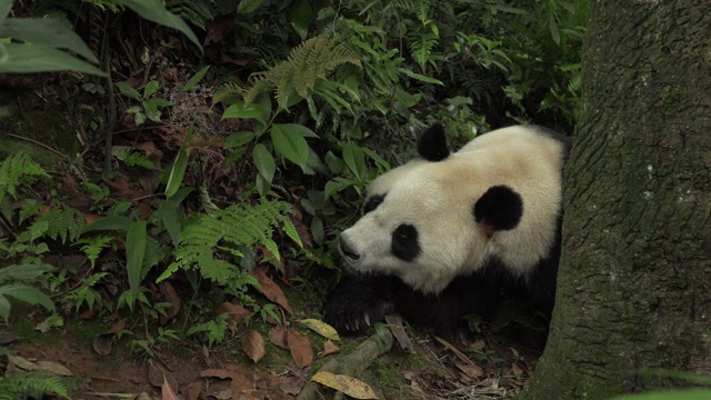 熊猫躺在前面，睡在树后面视频素材
