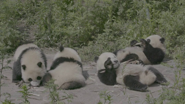 卧龙熊猫中心的熊猫仰面吃竹子视频素材