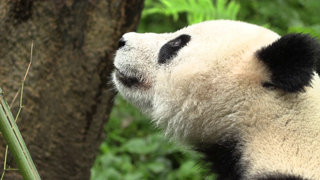熊猫转身，卧龙熊猫保护区视频素材