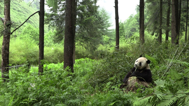 卧龙熊猫保护区的熊猫坐着吃竹子视频素材