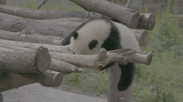 熊猫在木头上滚来滚去，卧龙熊猫中心视频素材