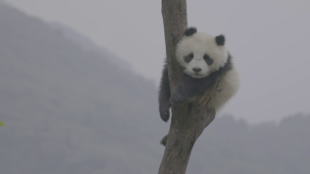 卧龙熊猫中心，熊猫在树上打盹视频素材