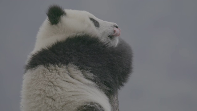 卧龙熊猫中心，熊猫在树上打盹视频素材