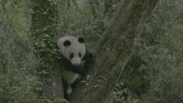 卧龙熊猫保护区，熊猫正在爬树视频素材