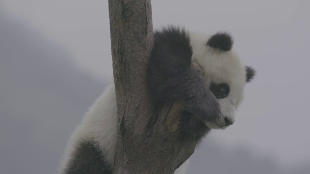 熊猫爬上树，卧龙熊猫中心视频素材