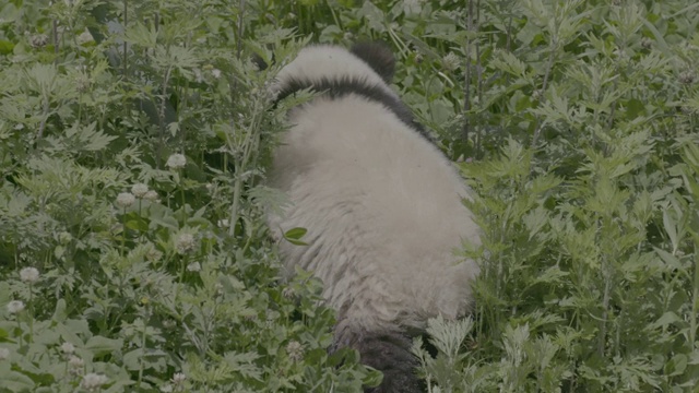 熊猫走进灌木丛，卧龙熊猫中心视频素材