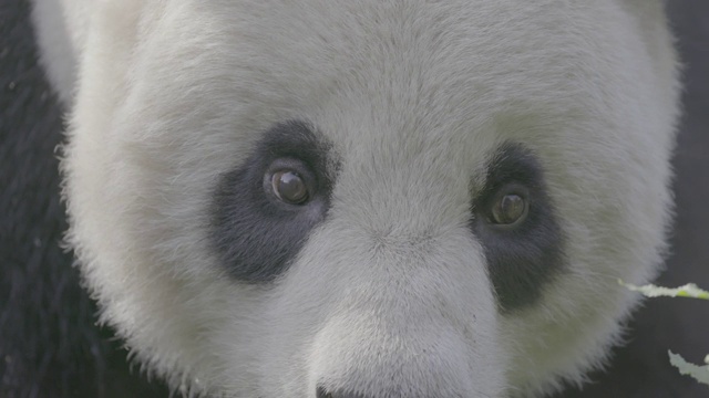 特写大熊猫的脸，卧龙熊猫保护区视频素材