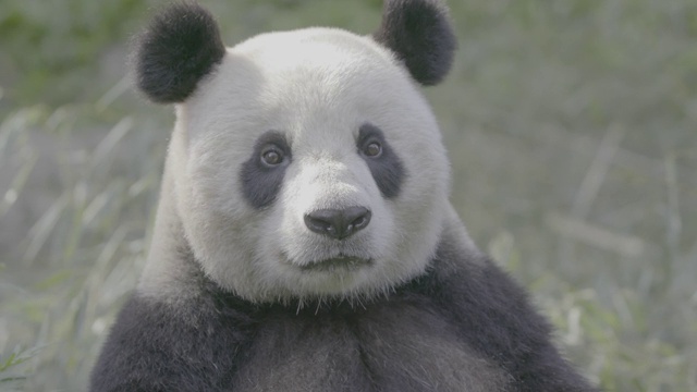 熊猫在卧龙熊猫保护区四处张望视频素材