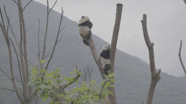 树上的熊猫，卧龙熊猫中心视频素材