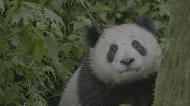 熊猫宝宝在卧龙熊猫保护区仰望视频素材